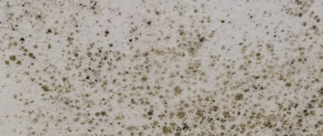 Mold spores on wall.